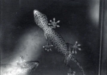 Gecko on glass
